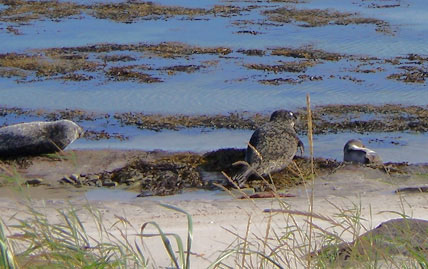 papa westray